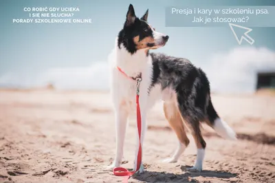Szkolenie psów "Doberman"